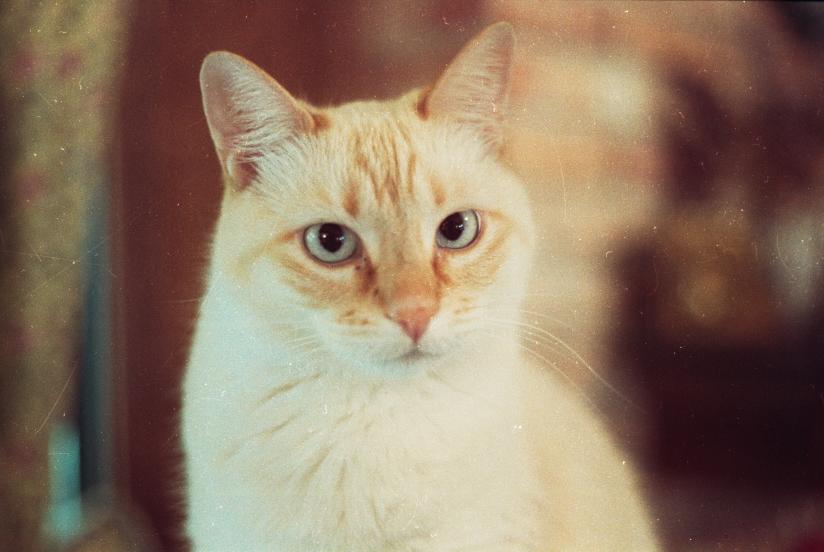 click for larger size