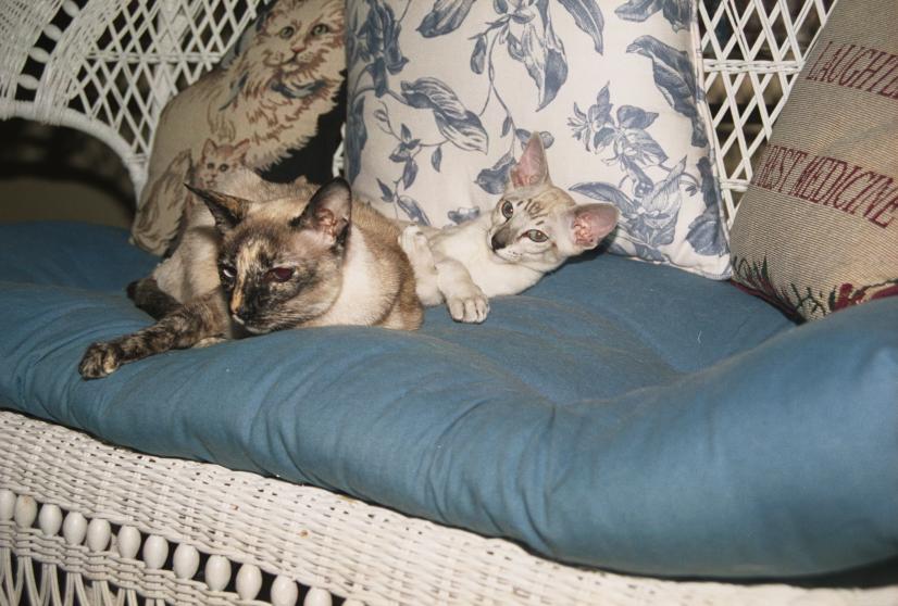 click for larger size