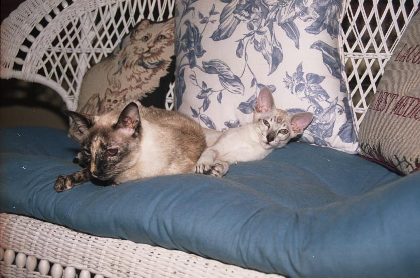 click for larger size