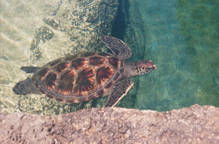 click for larger size