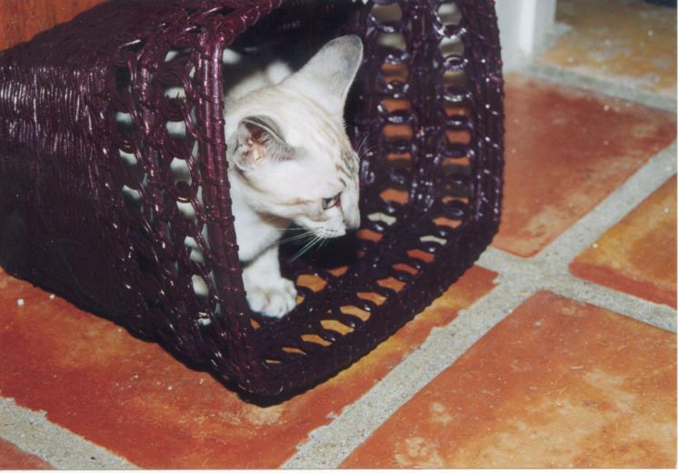 click for larger size