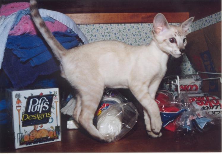 click for larger size