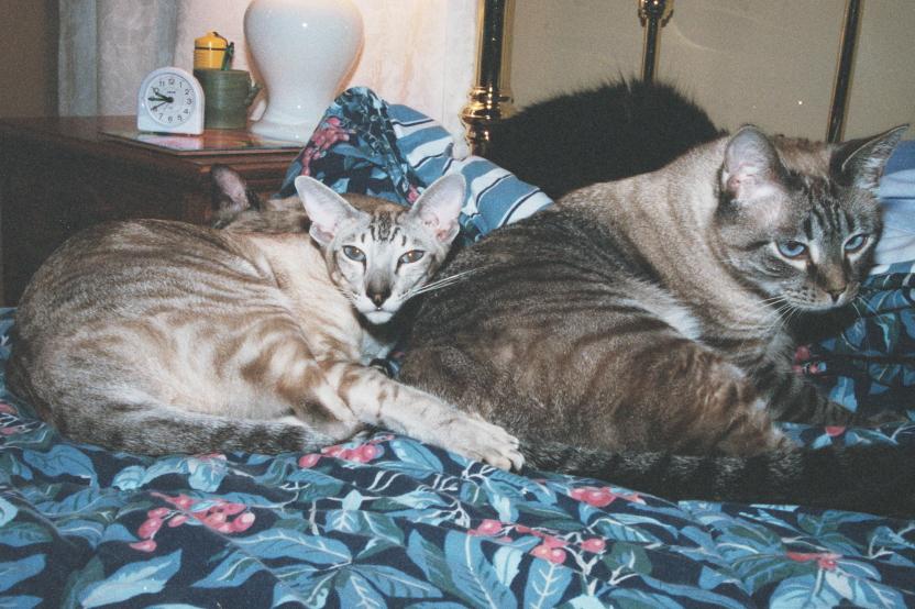 click for larger size