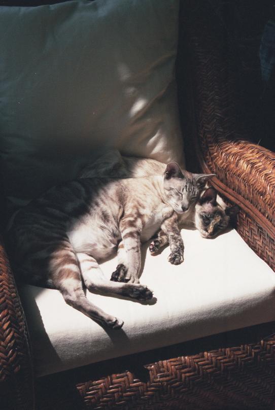 click for larger size