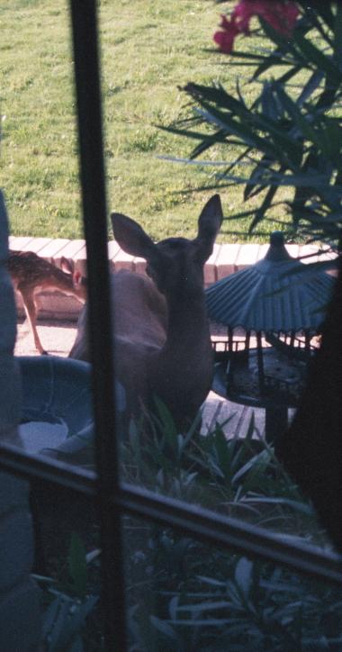 click for larger size