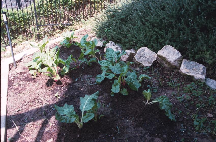 click for larger size