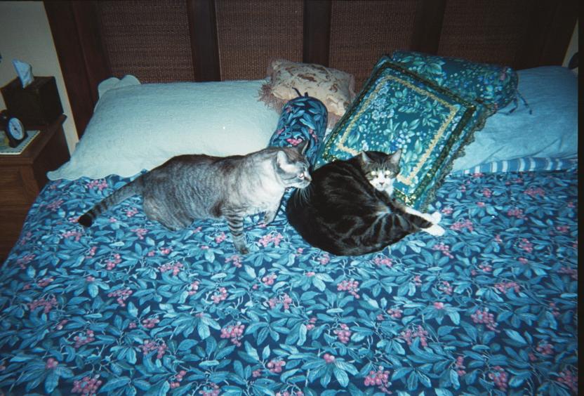 click for larger size