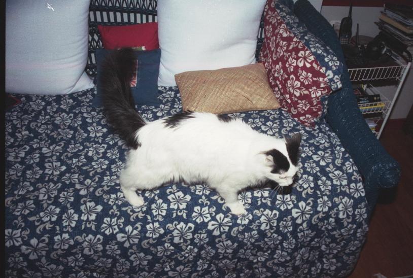 click for larger size