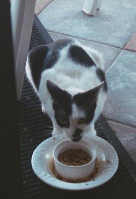 click for larger size