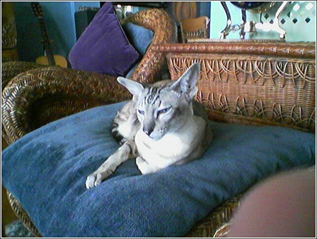 click for larger size