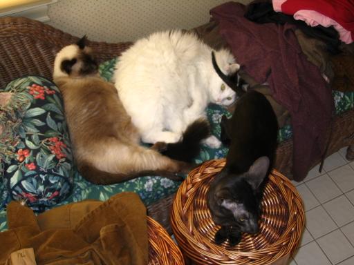 click for larger size