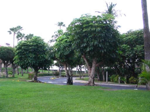 click for larger size