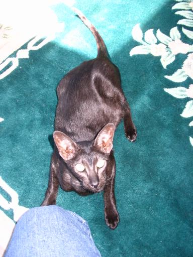 click for larger size