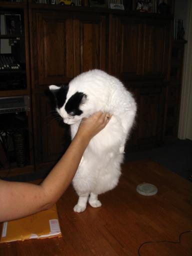 click for larger size