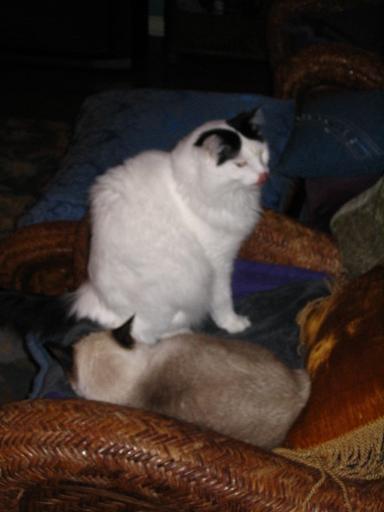 click for larger size