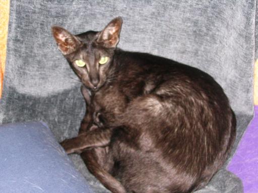 click for larger size