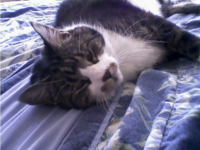 click for larger size