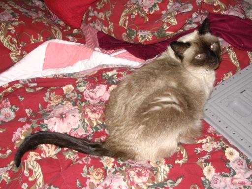 click for larger size