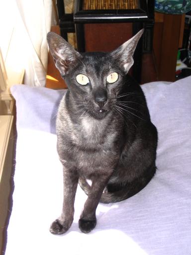 click for larger size