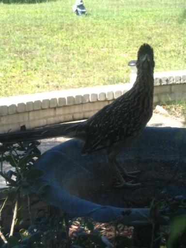 click for larger size