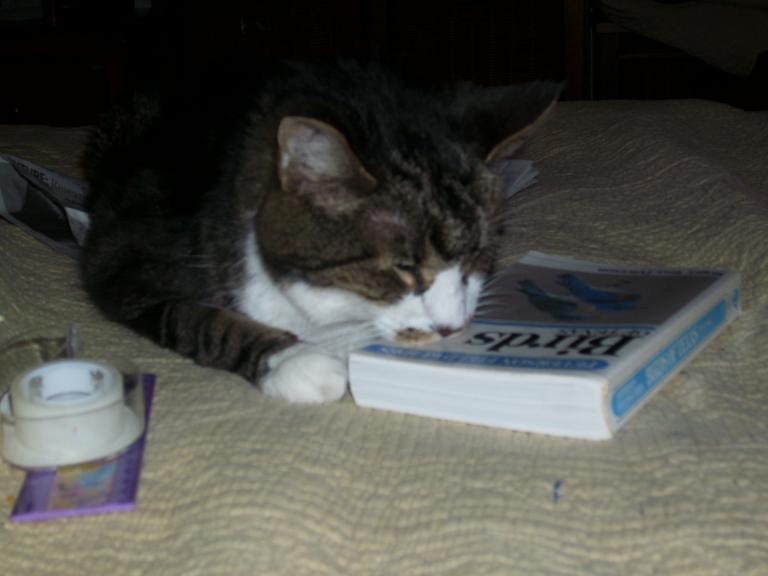 click for larger size