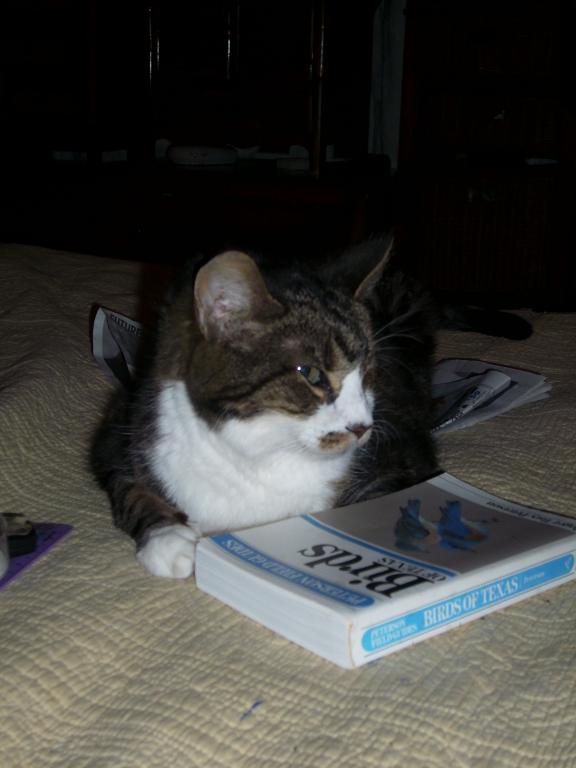 click for larger size