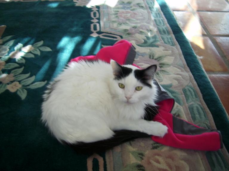 click for larger size