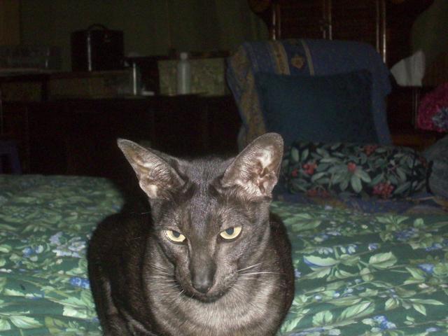 click for larger size