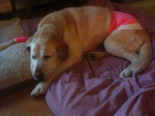 click for larger size