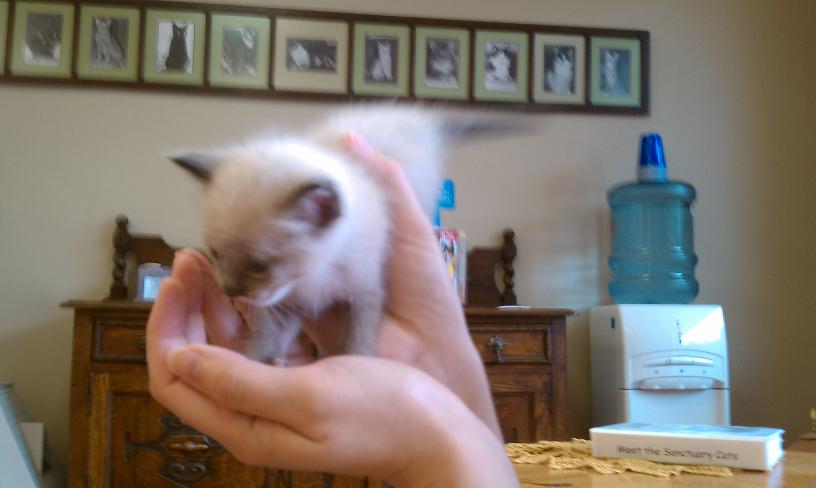 click for larger size