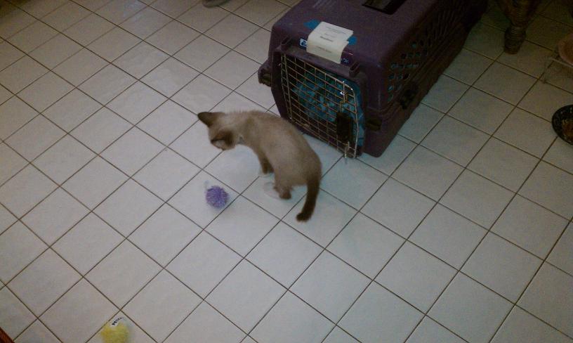 click for larger size