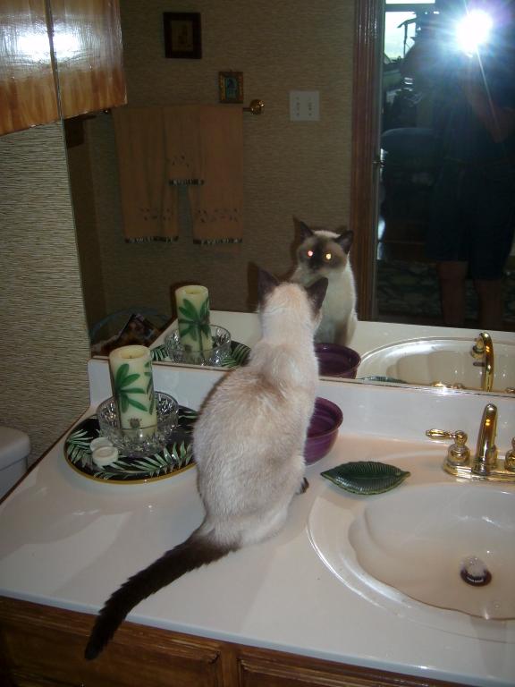 click for larger size