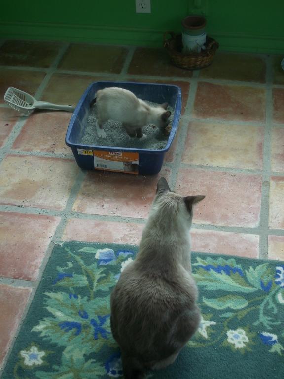 click for larger size