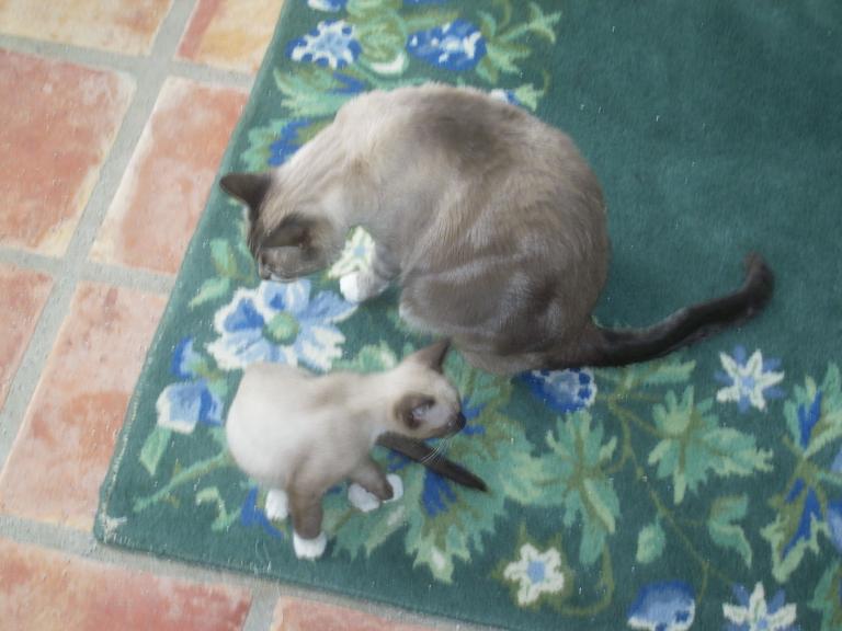 click for larger size