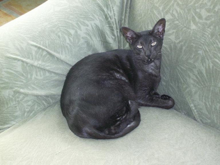 click for larger size