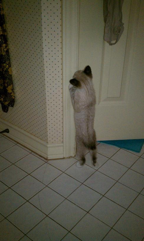 click for larger size