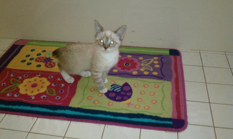 click for larger size