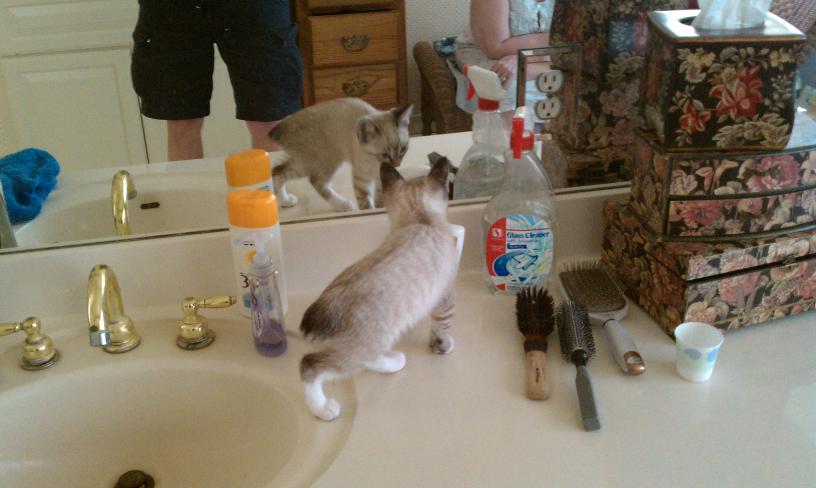 click for larger size