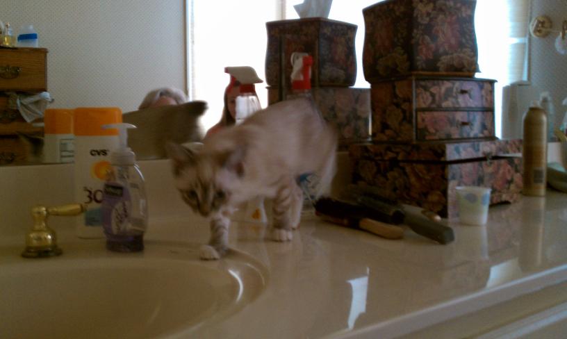 click for larger size