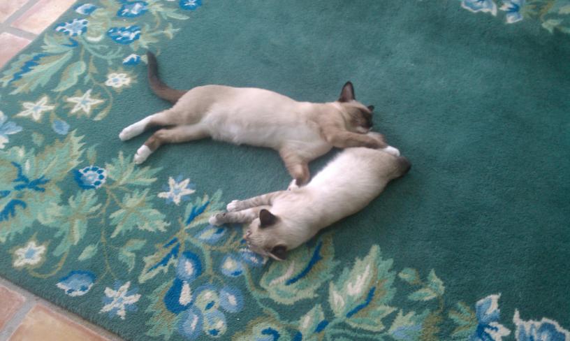 click for larger size