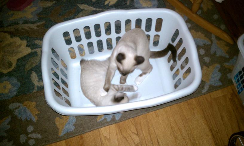 click for larger size