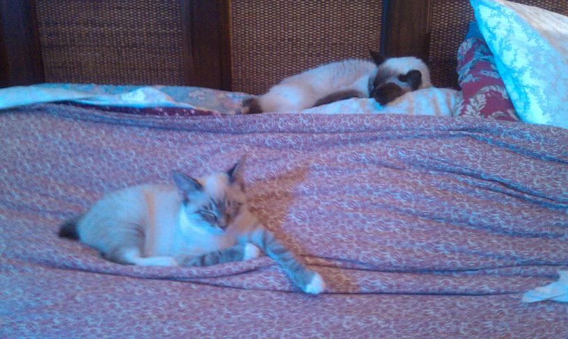 click for larger size