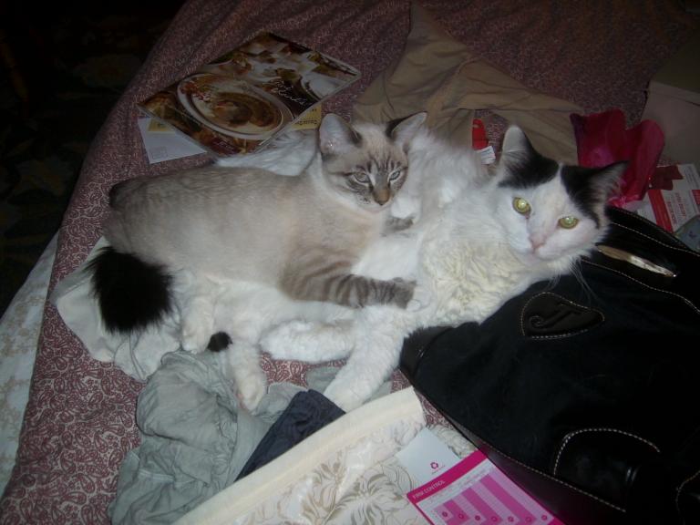 click for larger size