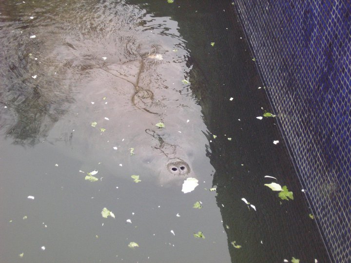 click for larger size