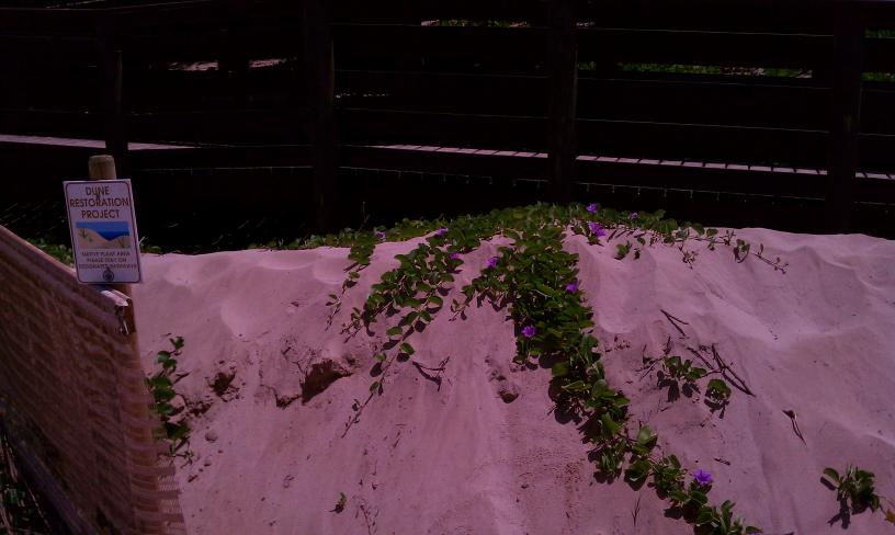 click for larger size