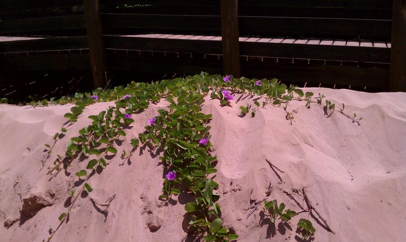 click for larger size