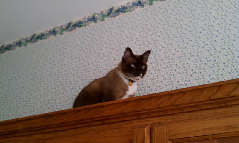 click for larger size