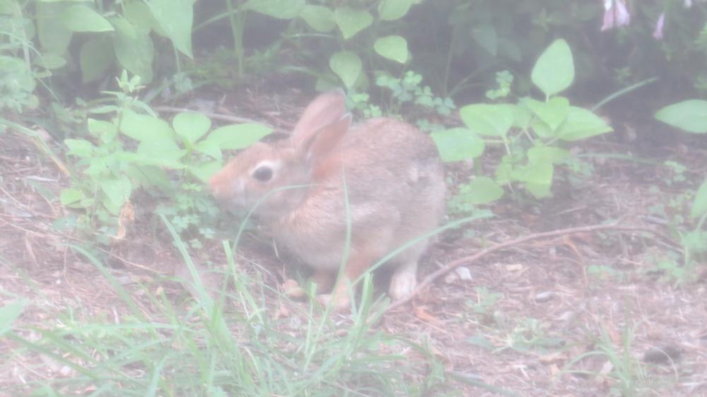 click for larger size