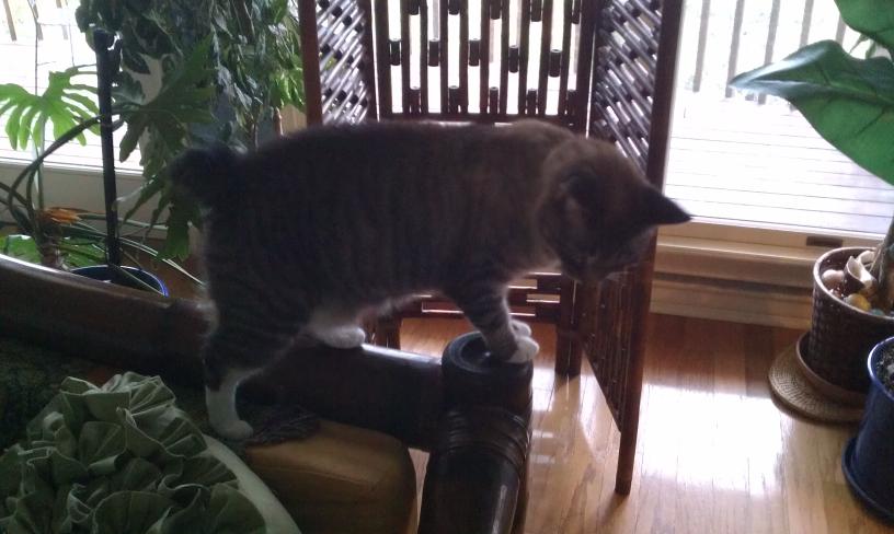 click for larger size