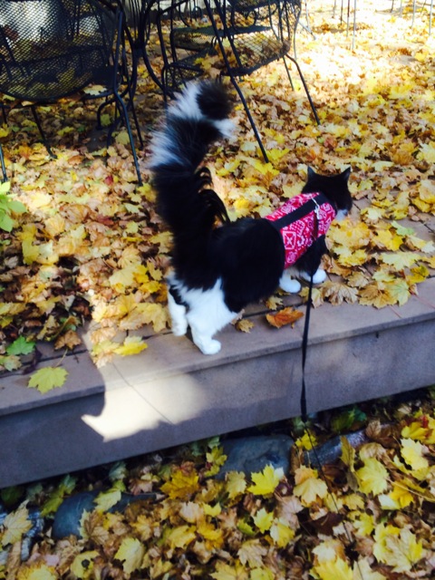 click for larger size